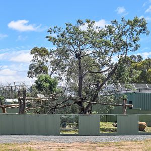Javan Binturong Enclosure