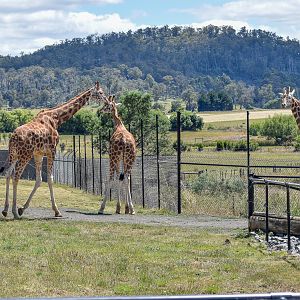 Giraffes with a view