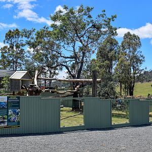 Javan Binturong enclosure