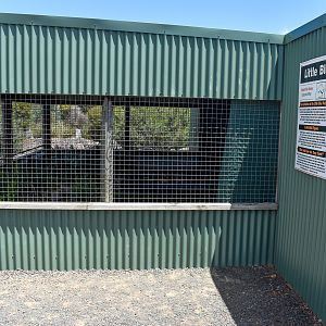 Little Penguin enclosure