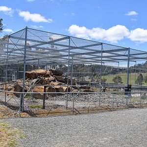 Snow Leopard enclosure