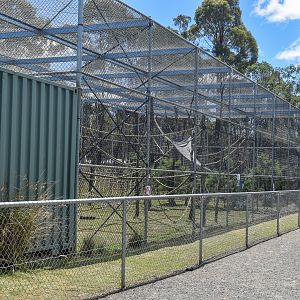 White-cheeked Gibbon enclosure