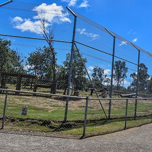 White lion enclosure
