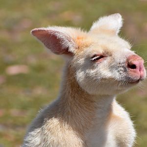 White Bennett's Wallaby