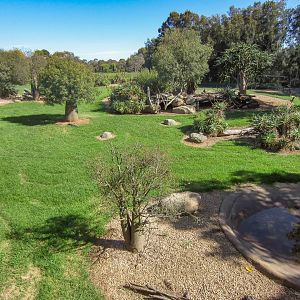 African Hunting Dog exhibit