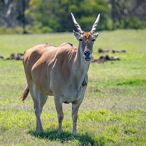 Eland