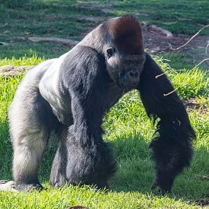 Lowland Gorilla