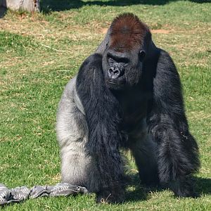 Lowland Gorilla