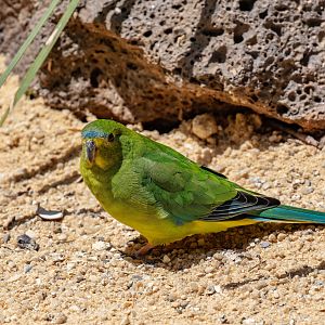 Orange-bellied Parrot