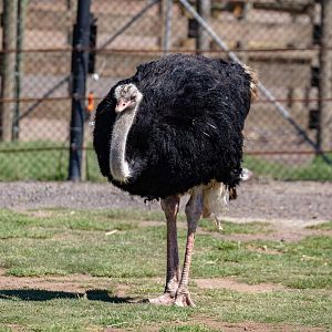 Ostrich