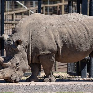 White Rhino