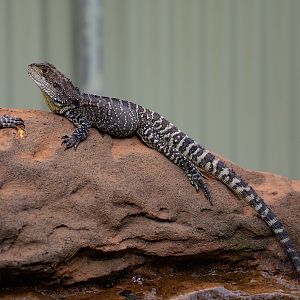 Eastern Water Dragon