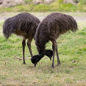 Emu chicks