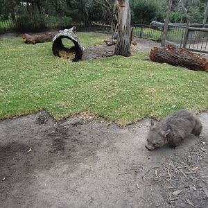 Wombat enclosure
