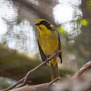 Helmeted Honeyeater