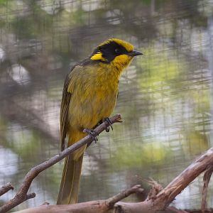 Helmeted Honeyeater