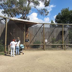 Owl aviaries