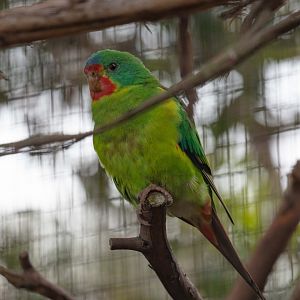 Swift Parrot