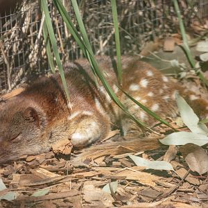Tiger (Spotted-tail) Quoll