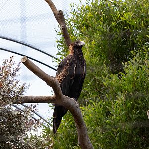 Wedgetail Eagle