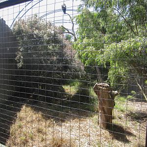 Wedgetail Eagle aviary interior