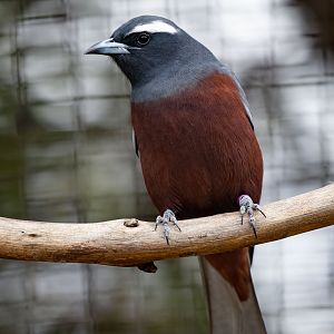 White-browed Woodswallow