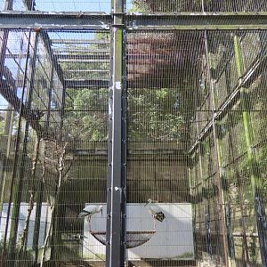 Oriental white stork aviary