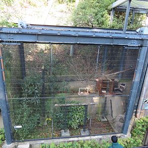 Malabar pied hornbill habitat