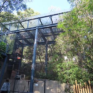 Wreathed hornbill exhibit