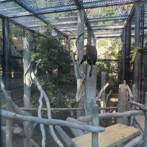 Lion tailed macaque exhibit