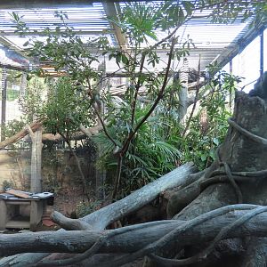 Binturong exhibit