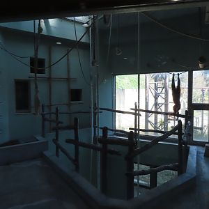 Gibbon indoor exhibit