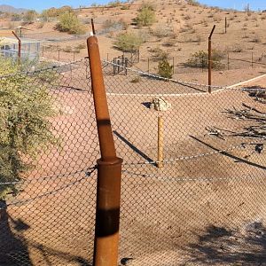 African Trail Predator Passage - African Lion enclosure from above