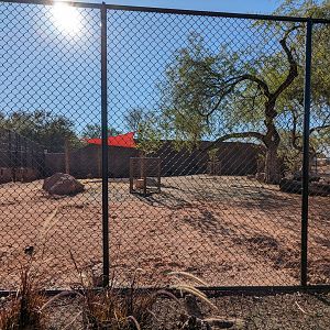African Trail Predator Passage - African Lion enclosure