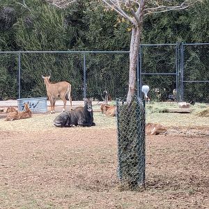 Safari Park - Nilgai