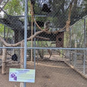 Original Zoo - Pileated gibbons