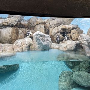 Aquarium - African Penguins