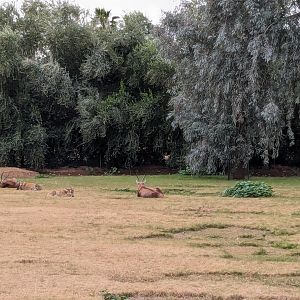 Safari Park - Blesbok