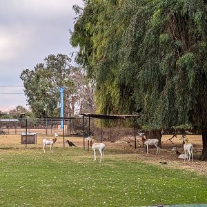 Original Zoo - Addra/Dama gazelle