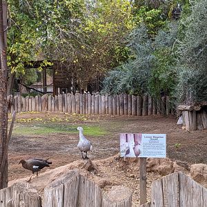 Original Zoo - Lesser magellan goose