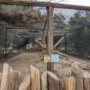 Original Zoo - Patas monkey exhibit