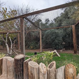 Original Zoo - turkey vultures