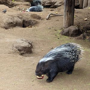 Original Zoo - African porcupines (3)