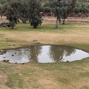 Adventureland: Massive capybara habitat (also rhea)