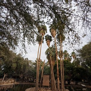 Original Zoo - Spider monkey island