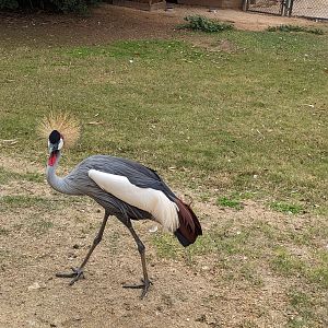 Safari Park - East African crowned crane