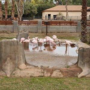 Safari Park - Lesser African flamingo