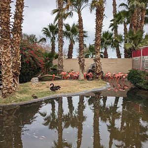 Aquarium - Caribbean flamingo