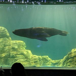 Ocean Voyager - Sealion