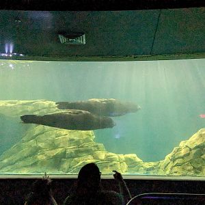 Ocean Voyager - Sealion